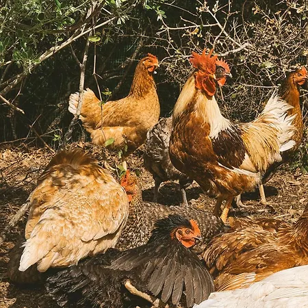 Il Muto Di Gallura