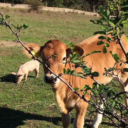 Il Muto Di Gallura בית חווה Aggius