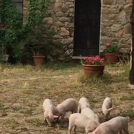 Il Muto Di Gallura Aggius