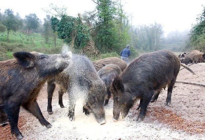 Bauernhof Il Muto Di Gallura Aggius