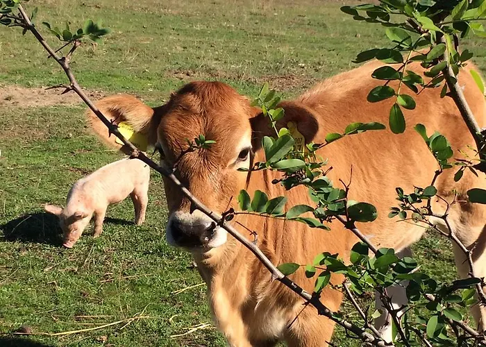 Il Muto Di Gallura Bauernhof Aggius