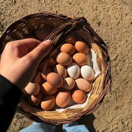 Vakantieboerderij Il Muto Di Gallura *