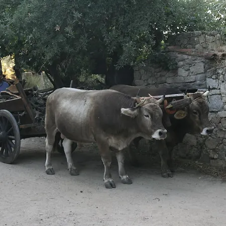 Il Muto Di Gallura Aggius