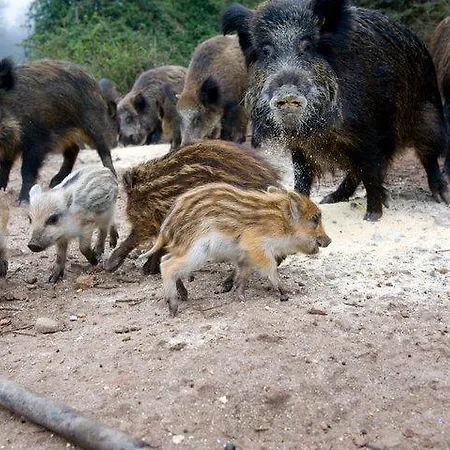 Farm stay Il Muto Di Gallura Aggius