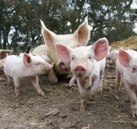 Vakantieboerderij Il Muto Di Gallura *