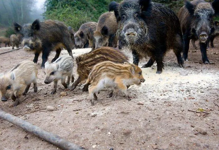 Vakantieboerderij Il Muto Di Gallura Aggius